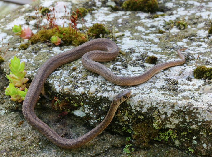 Brown Snake